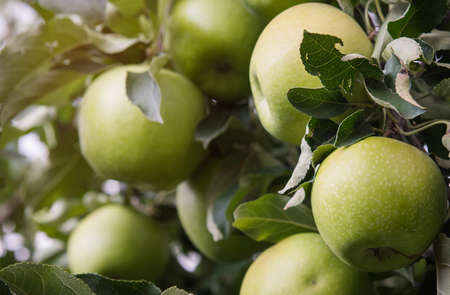 Closeup look of green apples on a branch in an orchardの写真素材
