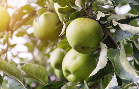 Closeup look of green apples on a branch in an orchardの写真素材