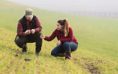 Young farmers examing planted young wheat during winter seasonの写真素材