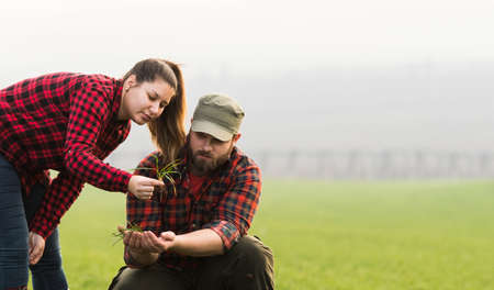 Young farmers examing planted young wheat during winter season