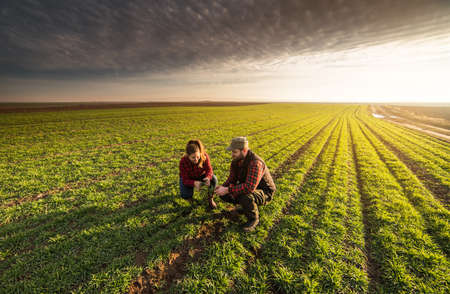 Young farmers examing planted young wheat during winter seasonの写真素材