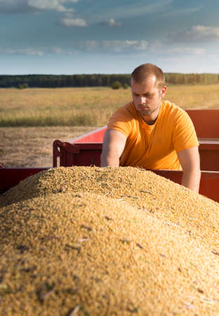 Young farmer looking at corn grains in tractor trailer after harvest