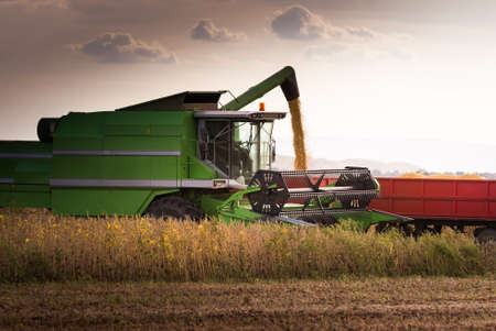 Pouring soy bean into tractor trailer after harvestの写真素材