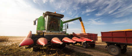 Pouring corn grain into tractor trailer after harvest