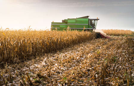 Harvesting of corn field with combine in late summer