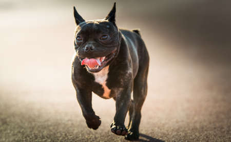 French Bulldog dog runningの写真素材