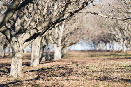 Rows of nut plantation in orchardの写真素材