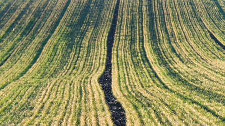 Agricultural landscape, arable crop fieldの写真素材
