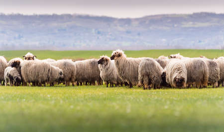 Herd of sheep on pasture - meadow in spring seasonの写真素材