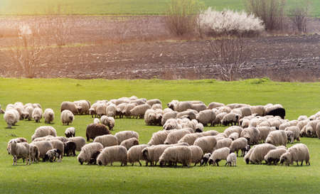 Herd of sheep on pasture - meadow in spring seasonの写真素材