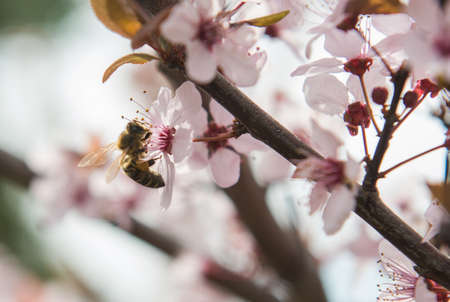 Bee on a gentle pink flowers of plum treesの写真素材