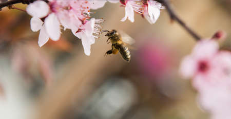Bee on a gentle pink flowers of plum trees