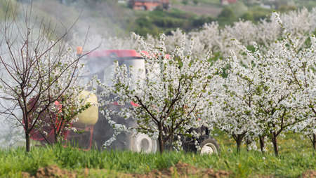 Tractor sprays insecticide in apple orchard fieldsの写真素材