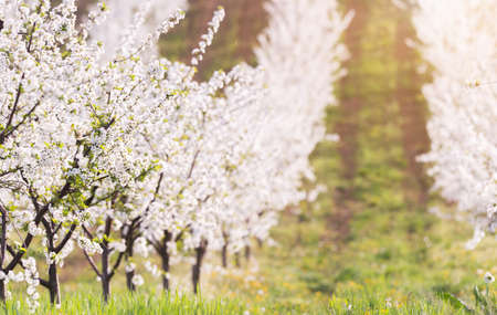 Blooming apple orchard fieldsの写真素材