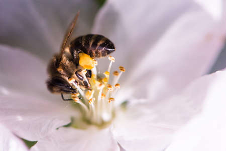 Bee on a gentle white flowers of apple tree - malus pumila