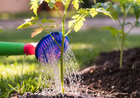 Watering seedling tomatoes plant in greenhouse gardenの写真素材
