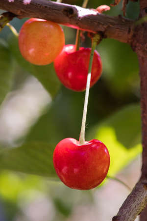 Bunch of ripe sweet  cherries hanging on a cherry treeの写真素材