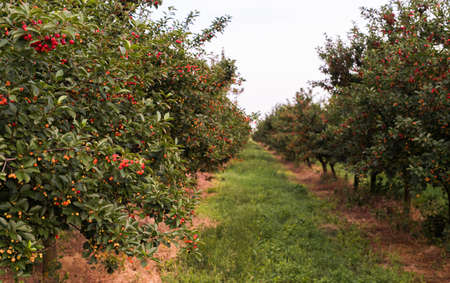 Ripe cherry  orchard fieldsの写真素材