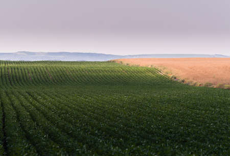 Soybean field ripening at spring seasonの写真素材