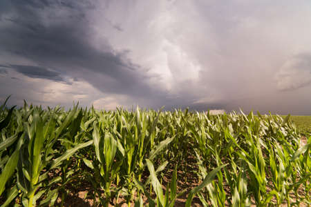 Plant of young green corn at field at stormy dayの写真素材