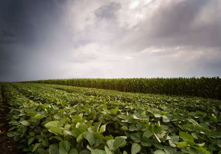Soybean and corn field ripening at spring season stormy dayの写真素材