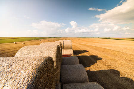 Straw bales in a harvested field