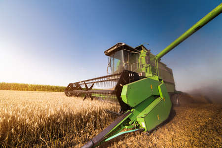 Harvesting of wheat field with combine in early summer