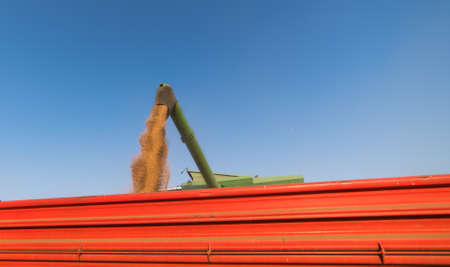 Pouring wjeat grain  into tractor trailer after harvestの写真素材