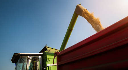Pouring wjeat grain  into tractor trailer after harvestの写真素材