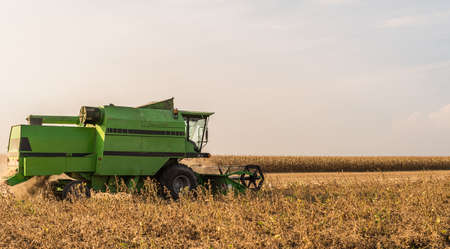 Harvesting of soybean field with combine in late summer