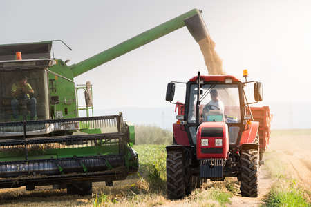Pouring soy bean grain into tractor trailer after harvest at fieldの写真素材