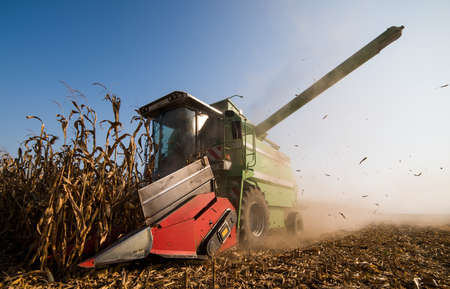 Harvesting of corn fields with combineの写真素材