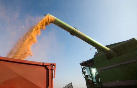 Pouring corn grain into tractor trailer after harvest at field