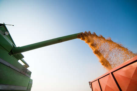 Pouring corn grain into tractor trailer after harvest at fieldの写真素材