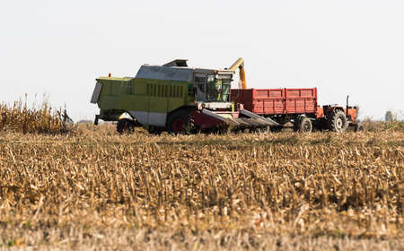 Pouring corn grain into tractor trailer after harvest at field