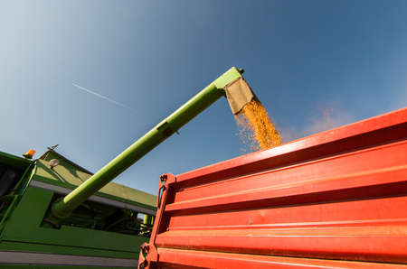 Pouring corn grain into tractor trailer after harvest at field