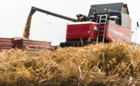 Harvesting of wheat fields with combineの写真素材