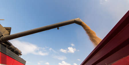 Pouring wheat grain into tractor trailer after harvest at fieldの写真素材