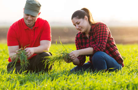 Young farmers examing planted wheat fieldの写真素材
