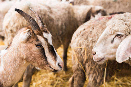 Cute group of goats in the hay stableの写真素材