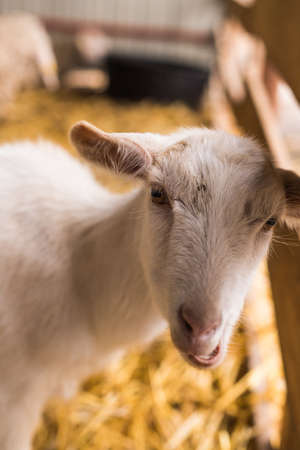 Cute white baby goat in the hay stableの写真素材