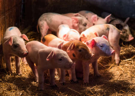 Newborn baby pigs in the straw nest at stallの写真素材