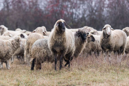 Herd of beautiful sheep on pastureの写真素材
