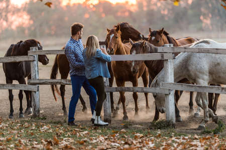 Couple in love enjoy day in nature and beautiful horsesの写真素材