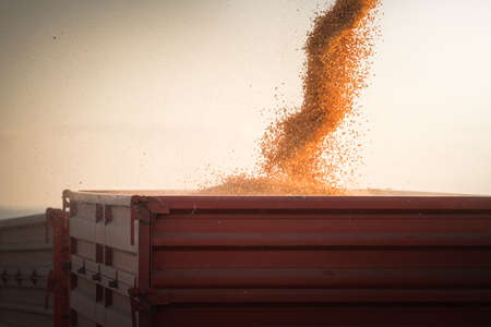 Pouring corn grain into tractor trailer after harvestの写真素材