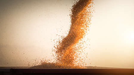 Pouring corn grain into tractor trailer after harvestの写真素材