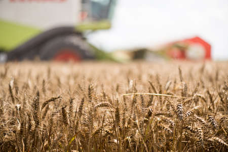 Harvesting of wheat field with combineの写真素材