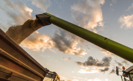 Pouring wheat grain into tractor trailer after harvest in summerの写真素材