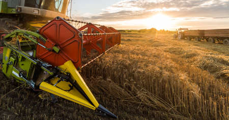 Harvesting of wheat fields with combineの写真素材