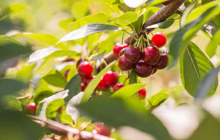 Cherries on a branch in the orchardの写真素材
